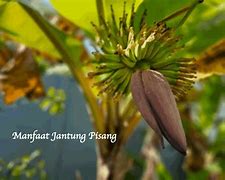 Manfaat Jantung Pisang Untuk Kesehatan